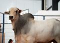  52ª Exposul apresenta seis leilões para aquisição de gado de corte, touros e equinos