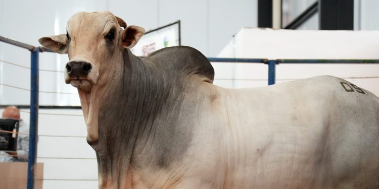  52ª Exposul apresenta seis leilões para aquisição de gado de corte, touros e equinos